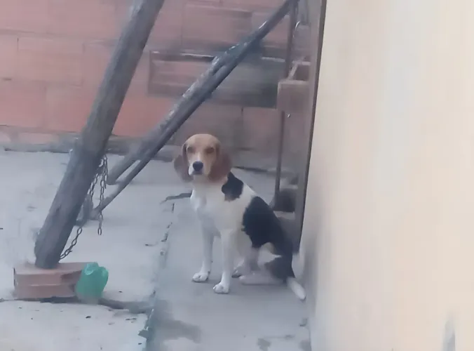 Beagle com americano