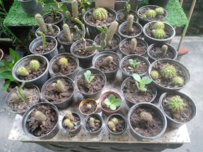 Coleção de mini cactos