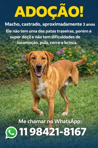 Doação de Cachorro