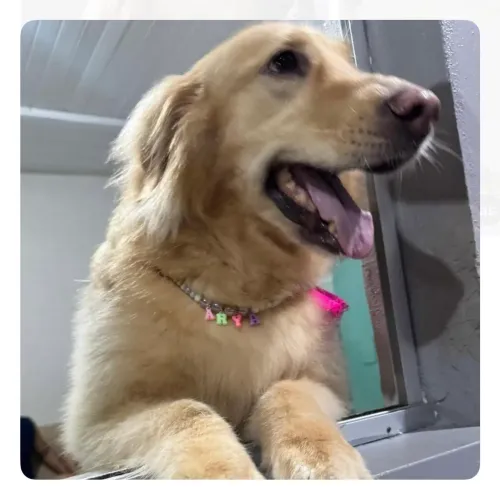 Colar para Pet