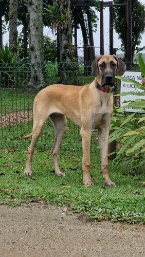 Dogue Alemão, 8 meses, macho, filhote