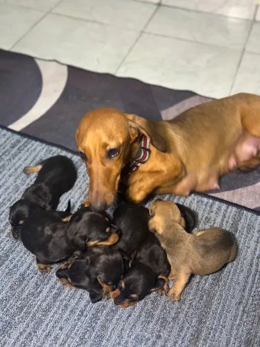 Vendo cachorros dachshund puros 