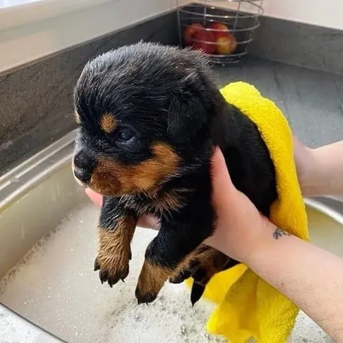 Rottweiler Quem conhece, se apaixona na hora