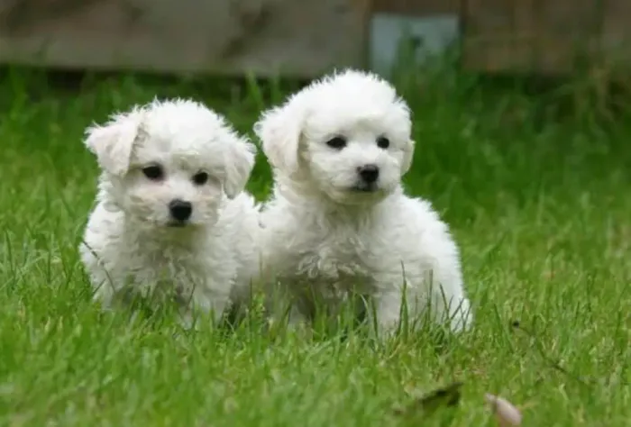Bichon frise