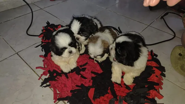 Lindos filhotes de Shitzu machos e fêmea 