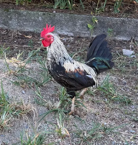 Casal galizé 