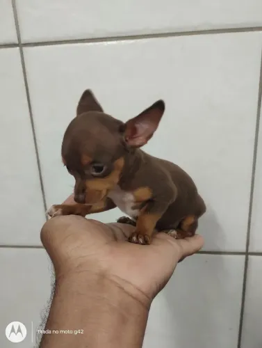 Filhote pinscher zero fêmea cor chocolate 