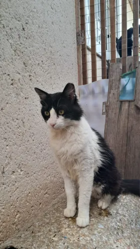 Gato macho 