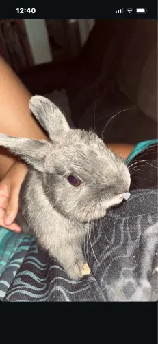 Coelho