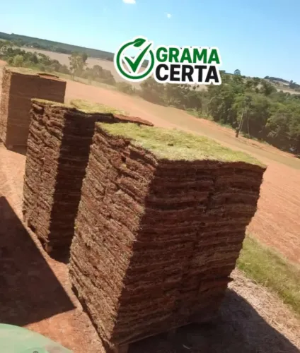 Compre Grama Esmeralda em Americana - Entrega Rápida
