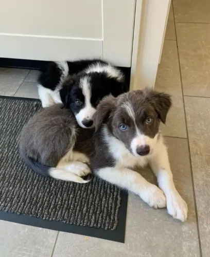Border collie excelente companheiro