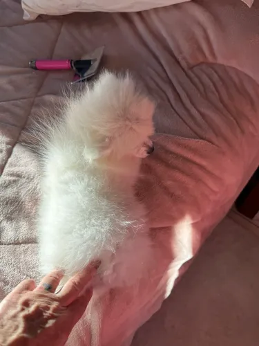 Lulu fêmea 4 meses