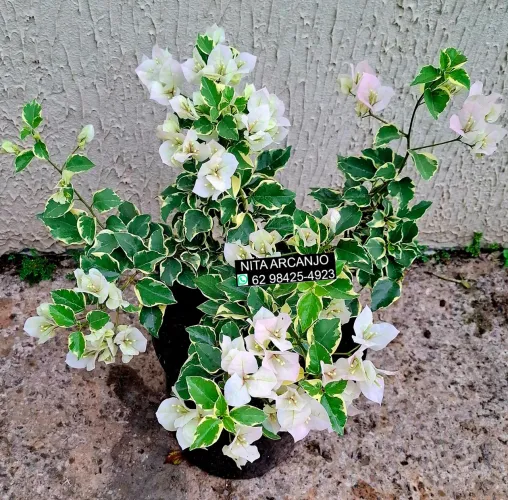 Vendemos lindas plantas ornamentais