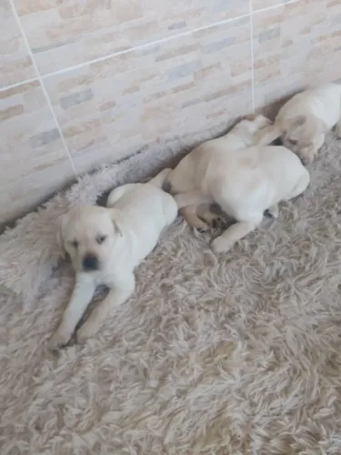 Labrador fortes e saudaveis