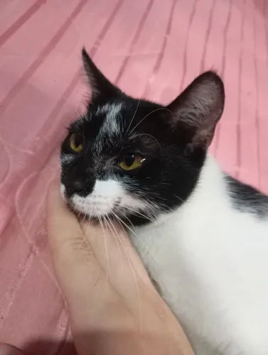 Gato fêmea para adoção 