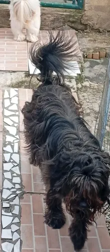 Doa se um cachorro filhote tem três anos de porte médio cruzado com podle e ilhasa