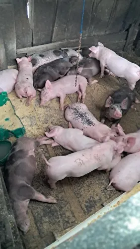 Leitões desmamados à venda. 