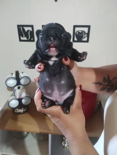 Filhote de Bulldog francês disponível