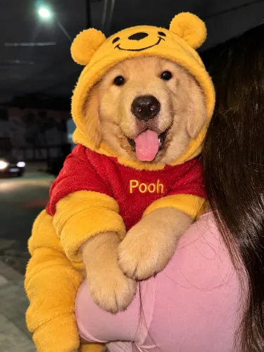 Golden Retriever/ Pronta Entrega