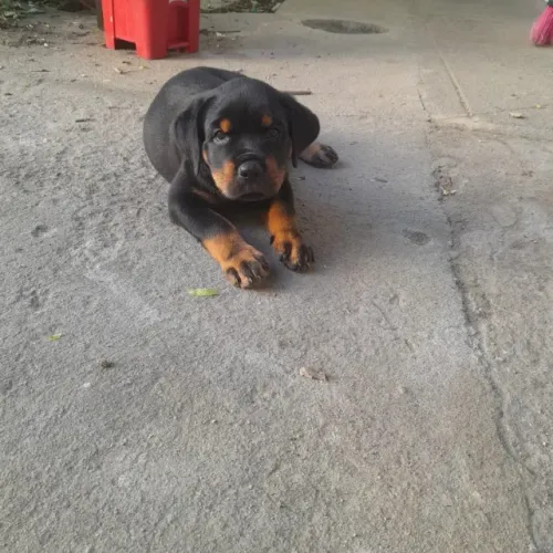 Filhote rottweiler fêmea 