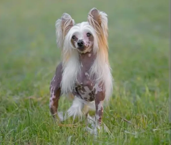 Chinese Crested dog filhotes disponíveis pra reserva!