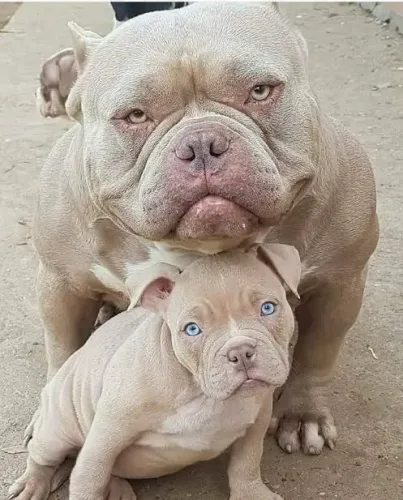 PITBULL PRA ADOÇÃO RESPONSÁVEL