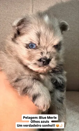 Lulu da pomerania blue merlim, olho azul, raríssimo.