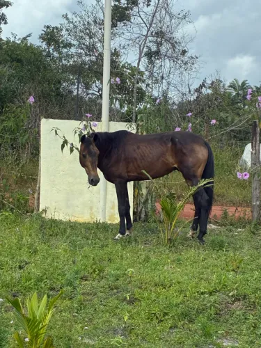 Cavalo Mangalarga Marchador