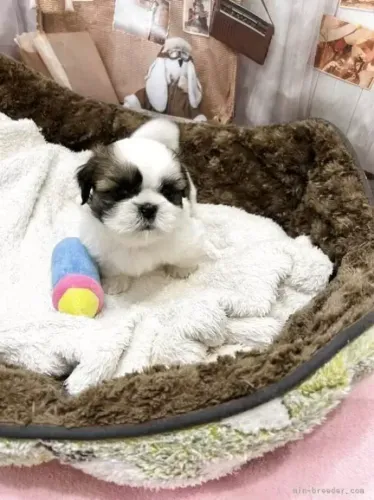 Shih tzu/shitzu Macho e Fêmea com Pedigree em São Paulo