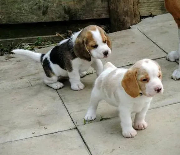 Beagle companhia sem igual 