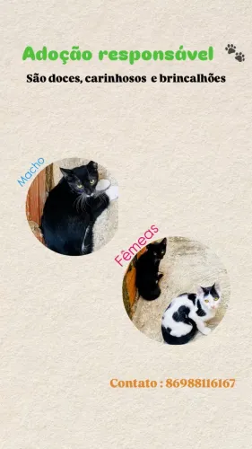 Gatinhos doação