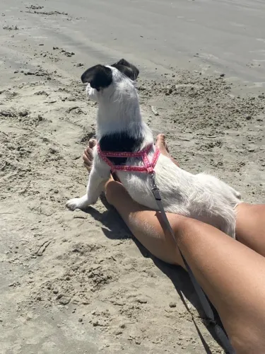 Adote um cachorro e seu melhor amigo gato