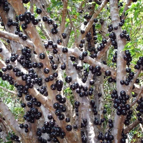 Jabuticaba Orgânica