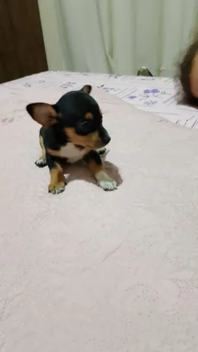 Pinscher 
