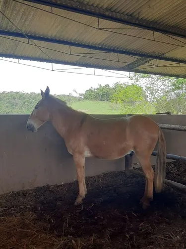 Mulas e burros - Muares de sela de alto padrão 