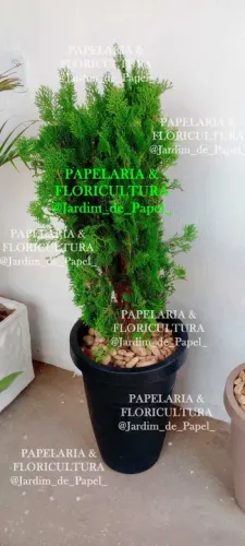 Planta Tuía/ Pinheiro