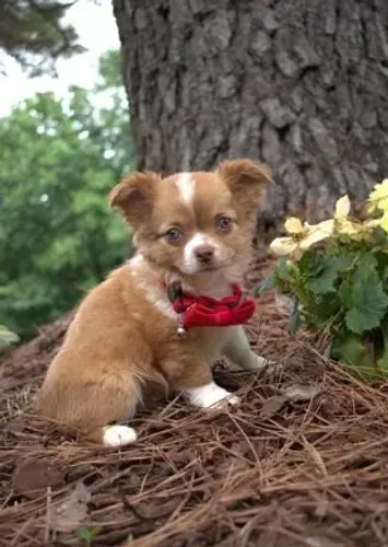 Chihuahua Macho Dourado: Carinho em Tamanho Pequeno!