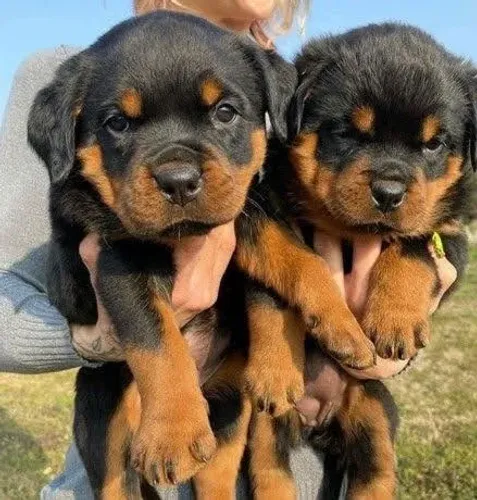 Filhote de Rottweiler: Carisma e proteção no mesmo cãozinho