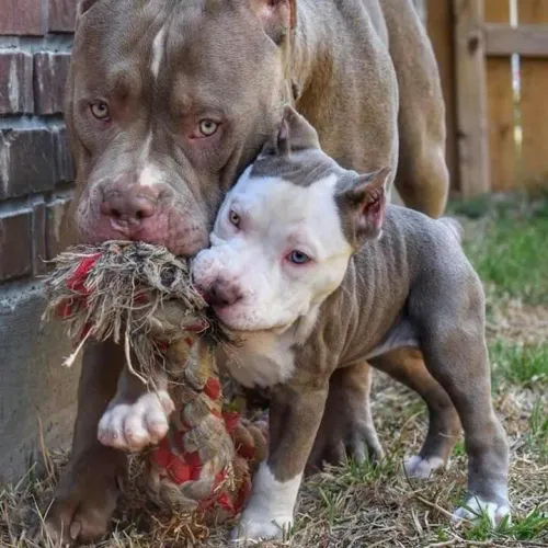  filhotes de Pitbull não conhecem a maldade 
