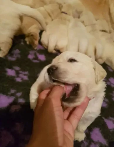 Filhotes de Husky Siberiano | Cheios de energia e carinho!