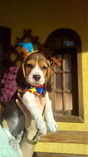Filhote 13 polegadas Beagle macho vacina- recibo - pedigree 