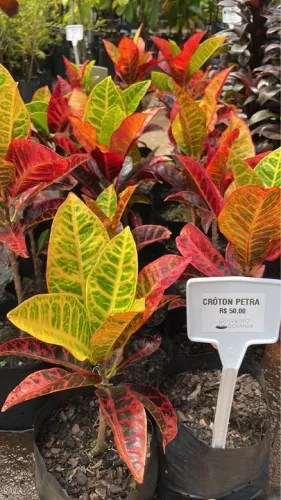 Mudas de Cróton Petra