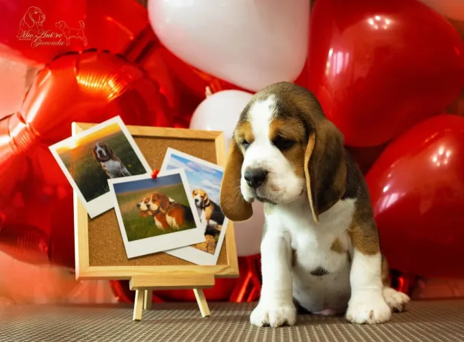 Beagle filhotes tricolor 