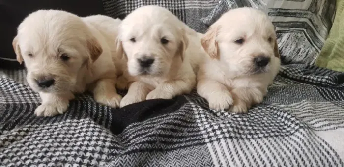 Golden retriver fêmeas com 61 dias todas vacinadas e com pedigree - Alberto
