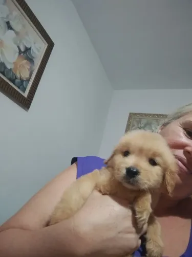 Golden retrivier 