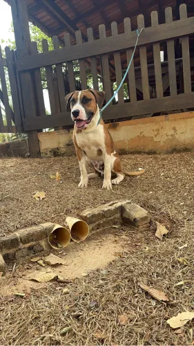 Dogue brasileiro 
