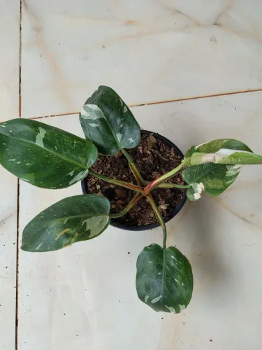 Planta Filodendro White Princess e Pink Princess 