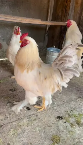 Galos brahma penagem nelore