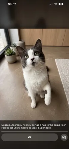 Doa- se este dócil gatinho