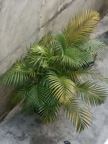 Palmeira Areca 